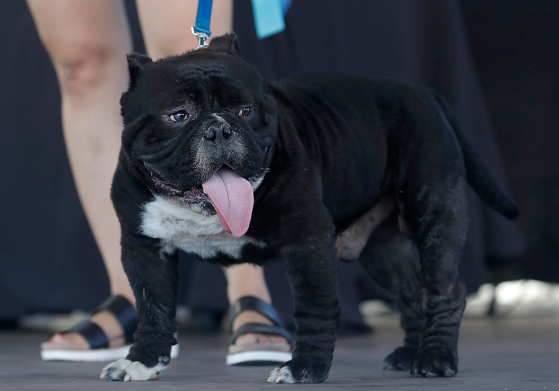 Meatloaf, who’s just a little wrinkly